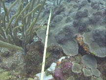 coral transect